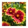 Gaillardia 'Sunset Cutie' Perennial Plant | 3L Pot | Vibrant Blooms for Your Garden -September Plants Shop PL923431 main image bd5c