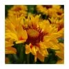 Gaillardia 'Sunset Sunrise' Perennial Plant | 3L Pot | Vibrant Blooms for Your Garden -September Plants Shop PL923433 main image dc2b
