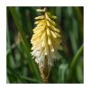 Kniphofia 'Poco Citron' Perennial Plant | 3L Pot | Vibrant Yellow Blooms -September Plants Shop PL923440 main image 2fe7