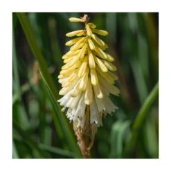 Kniphofia 'Poco Citron' Perennial Plant | 3L Pot | Vibrant Yellow Blooms