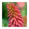 Kniphofia 'Redhot Popsicle' Perennial Plant | 3L Pot | Vibrant Red Flowers -September Plants Shop PL923444 main image 2c64