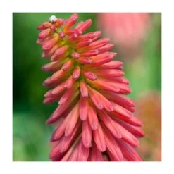 Kniphofia 'Redhot Popsicle' Perennial Plant | 3L Pot | Vibrant Red Flowers