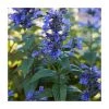 Nepeta 'Neptune' Perennial Plant | 3L Pot | Drought-Tolerant & Pollinator-Friendly