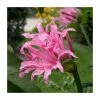 Nerine Bowdenii Bulbs | Top Size Bowden Lily | Premium Flower Bulbs for Vibrant Blooms -September Plants Shop PL923450 main image 284a 6551