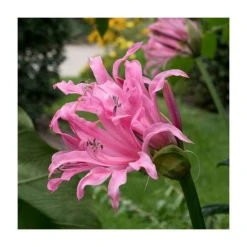 Nerine Bowdenii Bulbs | Top Size Bowden Lily | Premium Flower Bulbs for Vibrant Blooms