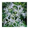 Nerine bowdenii ‘Alba’ | Top Size Bowden Lily Bulbs | Premium Flower Bulbs for Gardens -September Plants Shop PL923451 main image 196b c256