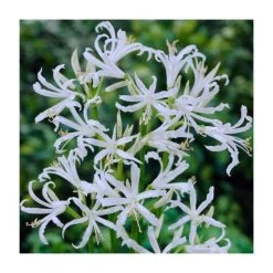 Nerine bowdenii ‘Alba’ | Top Size Bowden Lily Bulbs | Premium Flower Bulbs for Gardens