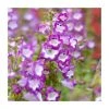 Penstemon 'Phoenix Violet' | 3L Pot | Vibrant Perennial Plant for Gardens -September Plants Shop PL923457 main image 3900