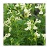 Salvia 'Cool Cream' Perennial Plant | 2L Pot | Hardy Garden Flower
