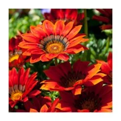 Gazania 'Big Kiss Red' Perennial Plant | 2L Pot | Vibrant Red Blooms