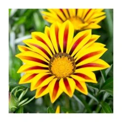 Gazania 'Big Kiss Yellow Flame' Perennial Plant | 2L Pot | Vibrant Yellow Blooms