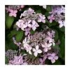Hydrangea serrata 'Preziosa' - 15-20cm Tall in 9cm Pot | Stunning Ornamental Shrub -September Plants Shop PL9239105 main image 8576