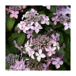Hydrangea serrata 'Preziosa' - 15-20cm Tall in 9cm Pot | Stunning Ornamental Shrub