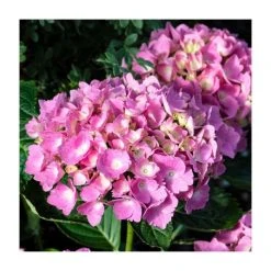Hydrangea macrophylla 'Julisa' - 10-15cm Plant in 9cm Pot | Stunning Ornamental Shrub