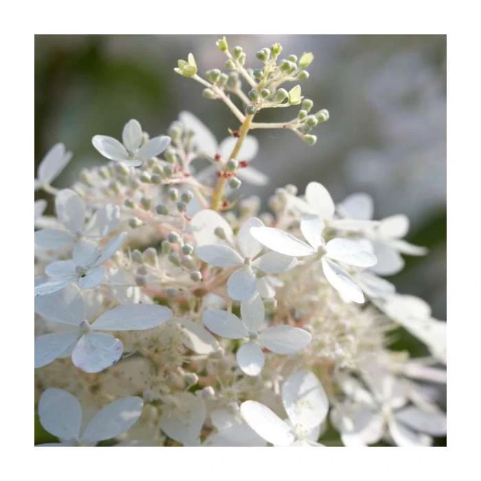 Hydrangea paniculata 'Phantom' - 10-15cm Tall | 9cm Pot | Ornamental Shrub 3 Hydrangea paniculata 'Phantom' - 10-15cm Tall | 9cm Pot | Ornamental Shrub