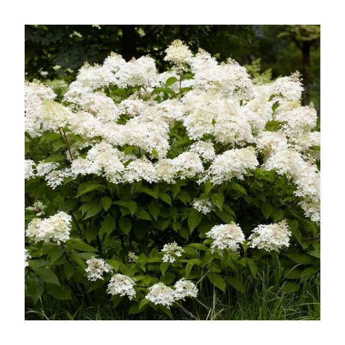 Hydrangea paniculata 'Phantom' - 10-15cm Tall | 9cm Pot | Ornamental Shrub 4 Hydrangea paniculata 'Phantom' - 10-15cm Tall | 9cm Pot | Ornamental Shrub - Image 2