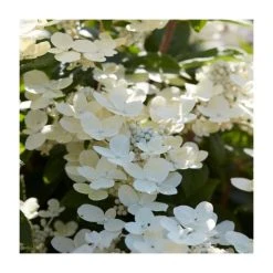 Hydrangea paniculata 'Polestar' (R) - 10-15cm Tall | 9cm Pot | Ornamental Shrub