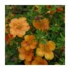 10-15cm Potentilla fruticosa 'Orang'issima' | 9cm Pot - Vibrant Ornamental Shrub