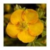 10-15cm Potentilla Fruticosa 'Solar'issima' Shrub | 9cm Pot | Ornamental Shrubs -September Plants Shop PL9239129 main image 12fe