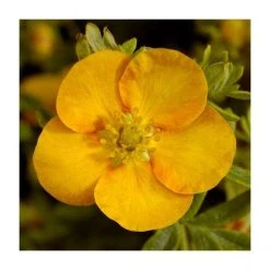 10-15cm Potentilla Fruticosa 'Solar'issima' Shrub | 9cm Pot | Ornamental Shrubs