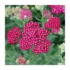 Achillea millefolium 'New Vintage Red' | 3L Pot | Perennial Garden Plant
