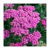 Achillea millefolium 'New Vintage Rose' | 3L Pot | Perennial Garden Plant -September Plants Shop PL9239161 main image bed8