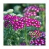 Achillea millefolium 'New Vintage Violet' | 3L Pot | Hardy Perennial Plant -September Plants Shop PL9239162 main image 73be