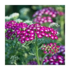 Achillea millefolium 'New Vintage Violet' | 3L Pot | Hardy Perennial Plant