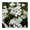 Achillea millefolium 'New Vintage White' | 3L Pot | Hardy Perennial Plant 2 Achillea millefolium 'New Vintage White' | 3L Pot | Hardy Perennial Plant -September Plants Shop PL9239163 main image a174