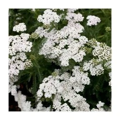Achillea millefolium 'New Vintage White' | 3L Pot | Hardy Perennial Plant