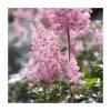 Astilbe x arendsii 'Amerika' | 3L Pot | Hardy Perennial Plant for Shade Gardens -September Plants Shop PL9239164 main image 45ef