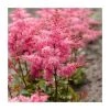 Astilbe 'Freya' Perennial Plant | 3L Pot | Shade-Loving Garden Flower
