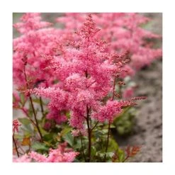 Astilbe 'Freya' Perennial Plant | 3L Pot | Shade-Loving Garden Flower