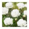 Dianthus 'Scented Memories' | Fragrant Perennial Plant | 2L Pot