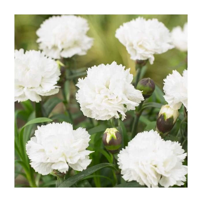 Dianthus 'Scented Memories' | Fragrant Perennial Plant | 2L Pot 3 Dianthus 'Scented Memories' | Fragrant Perennial Plant | 2L Pot