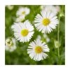 Erigeron karvinskianus 'Sea of Blossom' | 3L Pot | Hardy Perennial Plant for Vibrant Gardens -September Plants Shop PL9239179 main image 2ffb