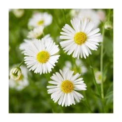 Erigeron karvinskianus 'Sea of Blossom' | 3L Pot | Hardy Perennial Plant for Vibrant Gardens