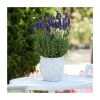 Lavandula 'Blue Spear' Perennial Plant | 2L Pot | Fragrant Blue Lavender