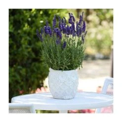 Lavandula 'Blue Spear' Perennial Plant | 2L Pot | Fragrant Blue Lavender
