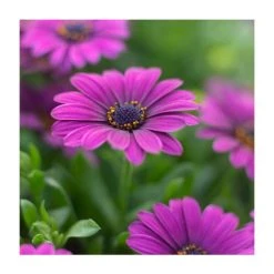 Osteospermum 'Tresco Purple' | 3L Pot - Vibrant Purple Bedding Plant