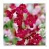 Penstemon 'Quartz Red' | 3L Pot | Vibrant Red Perennial Plant for Gardens -September Plants Shop PL9239192 main image d646
