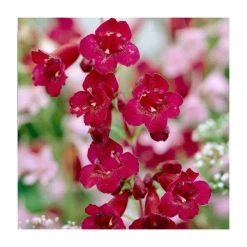 Penstemon 'Quartz Red' | 3L Pot | Vibrant Red Perennial Plant for Gardens