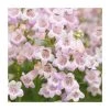 Penstemon 'Quartz Rose' | 3L Pot | Hardy Perennial Plant for Vibrant Gardens -September Plants Shop PL9239193 main image 0e78