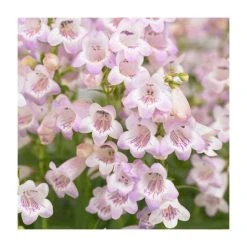 Penstemon 'Quartz Rose' | 3L Pot | Hardy Perennial Plant for Vibrant Gardens