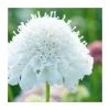 Scabiosa columbaria 'Flutter Pure White' | Dove Pincushion Perennial Plant | 3L Pot -September Plants Shop PL9239196 main image ad88