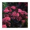 Sedum 'Mr Goodbud' | Hardy Perennial Plant in 3L Pot | Garden Ready 1 Sedum 'Mr Goodbud' | Hardy Perennial Plant in 3L Pot | Garden Ready -September Plants Shop PL9239197 main image c28b