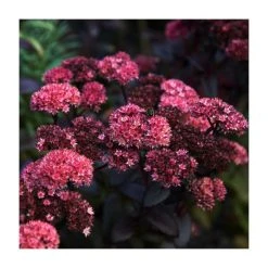 Sedum 'Mr Goodbud' | Hardy Perennial Plant in 3L Pot | Garden Ready