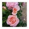Sweet Syrie Climbing Rose Bush | Fragrant Garden Roses | Easy to Grow -September Plants Shop PL925345 main image f602