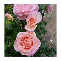 Sweet Syrie Climbing Rose Bush | Fragrant Garden Roses | Easy to Grow