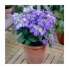 40cm Hydrangea macrophylla 'Teller Blue' | 5L Pot | Stunning Blue Blooms | Ornamental Shrub -September Plants Shop PL925664 main image d89d